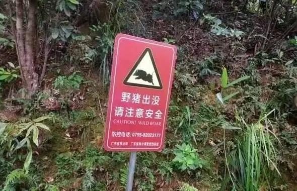 绝地求生伏地魔